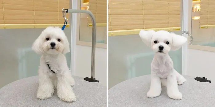 In Korea, A Dog Grooming Salon Goes Viral For ‘Cute’ Styling Transformations Performed On Its Customers (30 Pics)