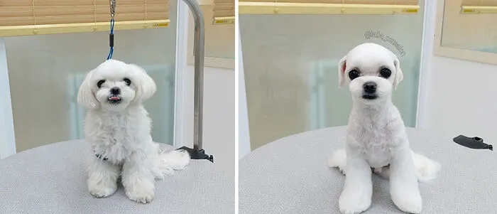 In Korea, A Dog Grooming Salon Goes Viral For ‘Cute’ Styling Transformations Performed On Its Customers (30 Pics)