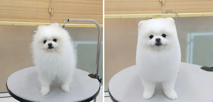 In Korea, A Dog Grooming Salon Goes Viral For ‘Cute’ Styling Transformations Performed On Its Customers (30 Pics)