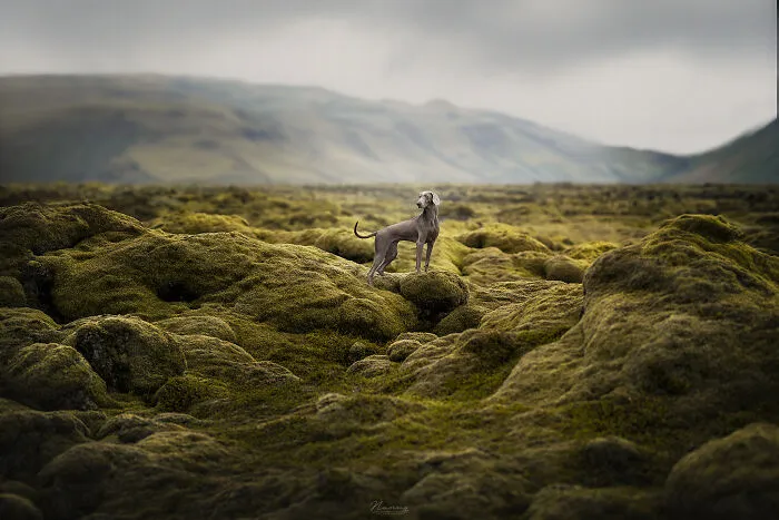Fields Of Green