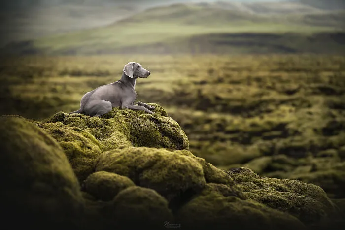 Moss