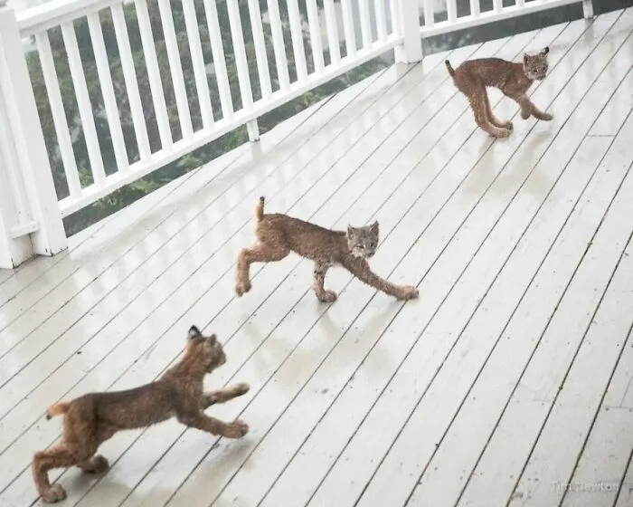 Man Woke Up To Strange Noise And He Discovered Lynx Family At His Doorstep