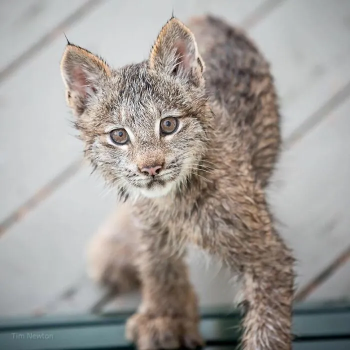 Man Woke Up To Strange Noise And He Discovered Lynx Family At His Doorstep