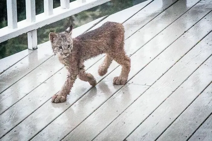 Man Woke Up To Strange Noise And He Discovered Lynx Family At His Doorstep