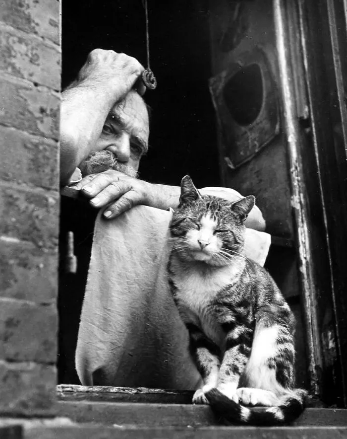 50 Fascinating Historical Photos That Might Change Your Perspective On Cats, As Shared By This Twitter Page (New Pics)