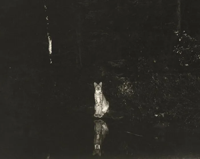 50 Fascinating Historical Photos That Might Change Your Perspective On Cats, As Shared By This Twitter Page (New Pics)