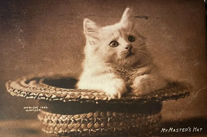 50 Fascinating Historical Photos That Might Change Your Perspective On Cats, As Shared By This Twitter Page (New Pics)
