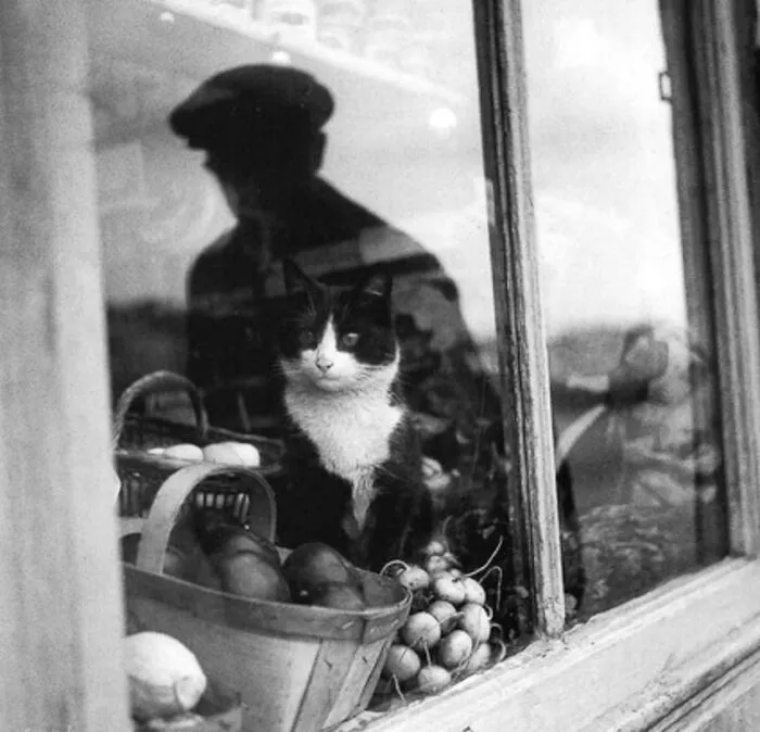 50 Fascinating Historical Photos That Might Change Your Perspective On Cats, As Shared By This Twitter Page (New Pics)