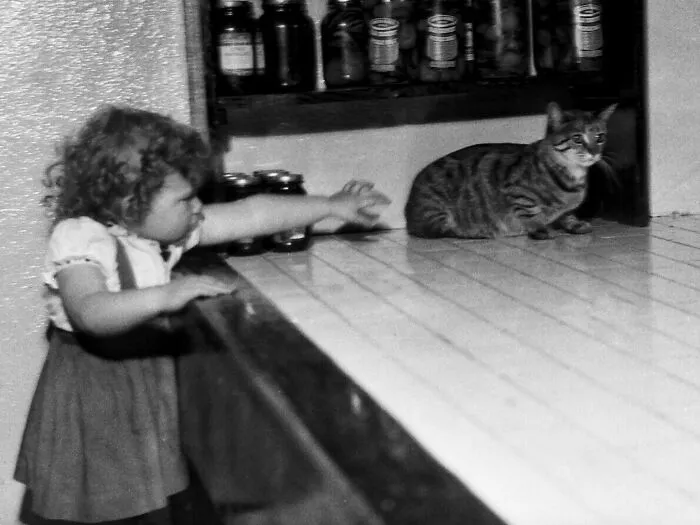 50 Fascinating Historical Photos That Might Change Your Perspective On Cats, As Shared By This Twitter Page (New Pics)