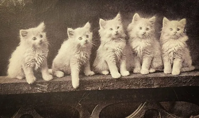 50 Fascinating Historical Photos That Might Change Your Perspective On Cats, As Shared By This Twitter Page (New Pics)