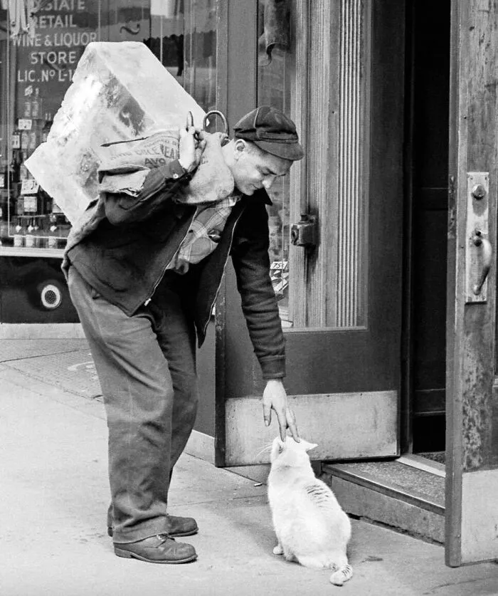 50 Fascinating Historical Photos That Might Change Your Perspective On Cats, As Shared By This Twitter Page (New Pics)