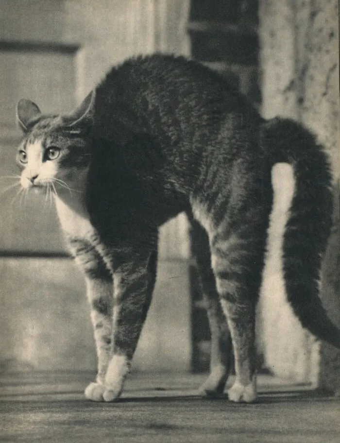 50 Fascinating Historical Photos That Might Change Your Perspective On Cats, As Shared By This Twitter Page (New Pics)