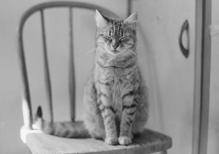 50 Fascinating Historical Photos That Might Change Your Perspective On Cats, As Shared By This Twitter Page (New Pics)