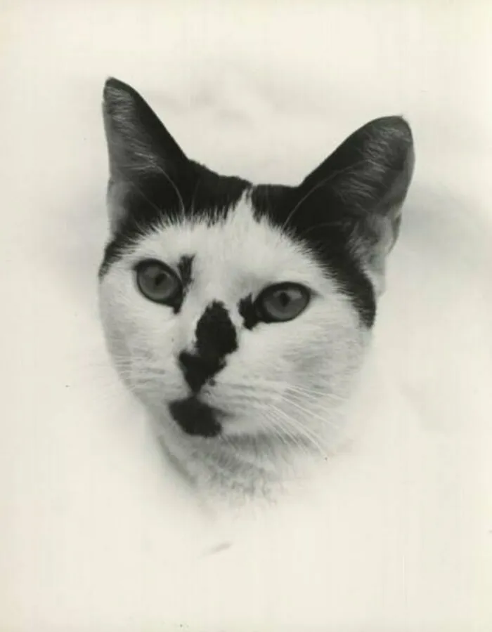 50 Fascinating Historical Photos That Might Change Your Perspective On Cats, As Shared By This Twitter Page (New Pics)