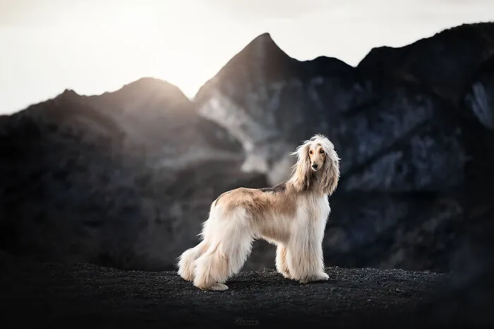 Blowing In The Wind