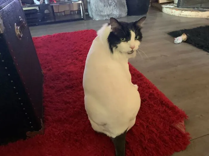 Large Maine Coon cat with a fluffy coat sits on a red rug, looking back.
