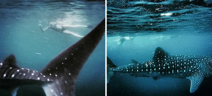 Western Australia, Ningaloo Shark Bay, April 17, 2015