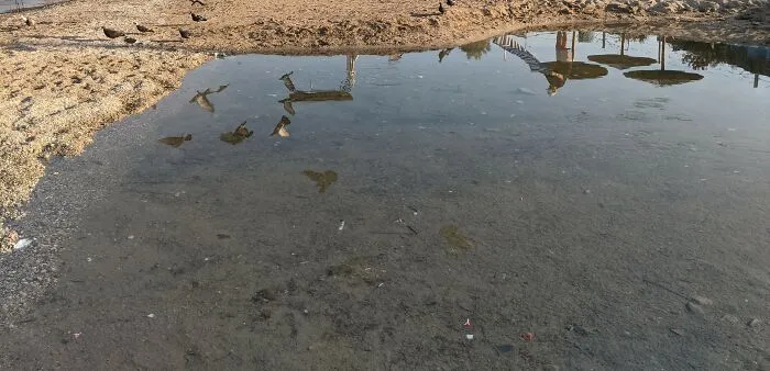 Seagulls And Pigeons Reflections