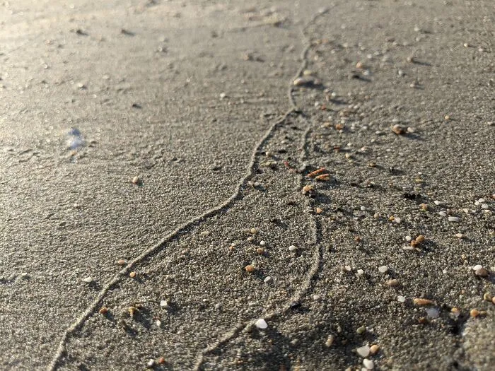 Trail On The Sand