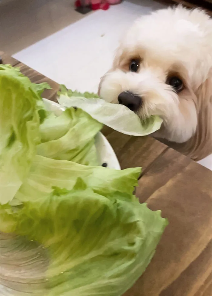 Ladronzuelo de lechuga