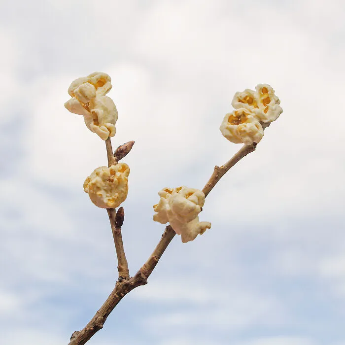 Popcorn Tree