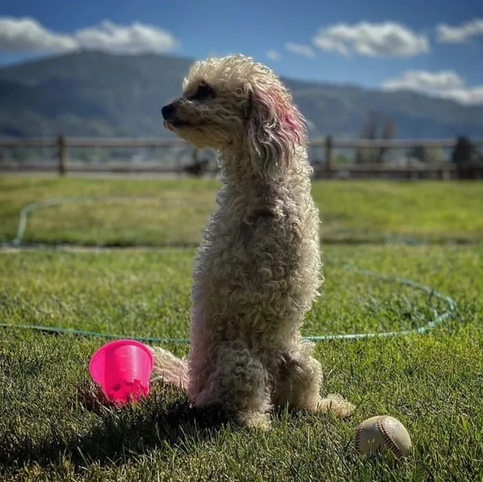 Rescue Poodle Whose Front Legs Amputated Is Now Getting The Most Out Of Her Life