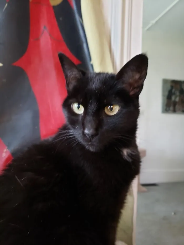My Girl Zelda