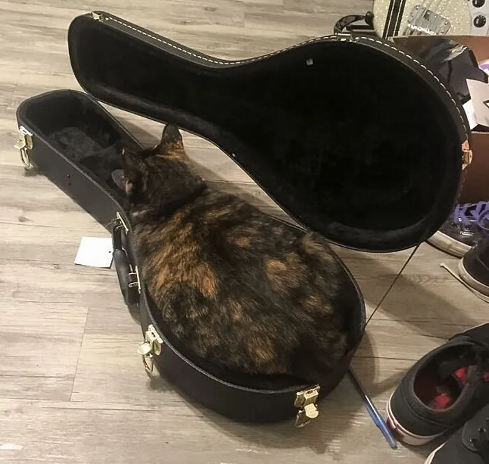 Mi gato encaja en la funda de la mandolina