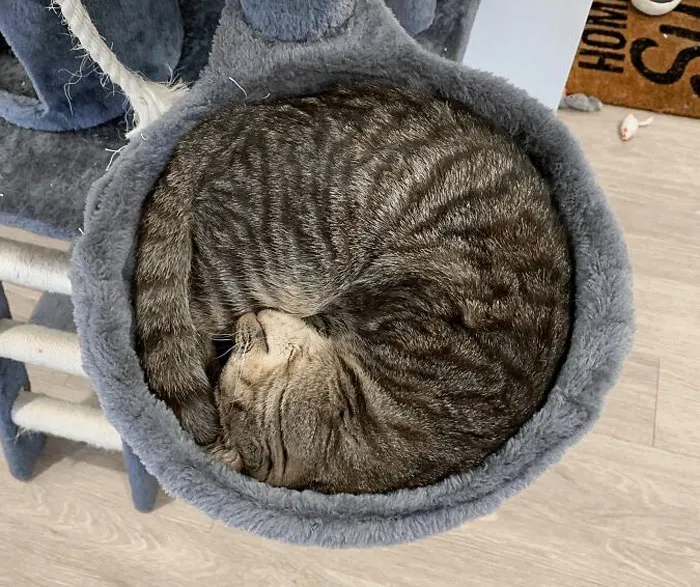 Mi gato durmiendo
