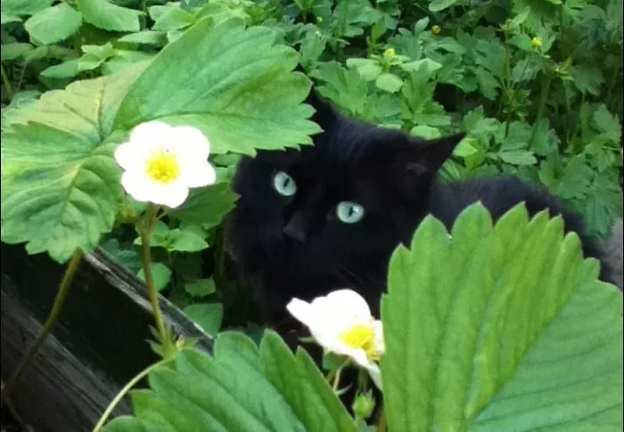 My Siyah Among The Strawberry Plants