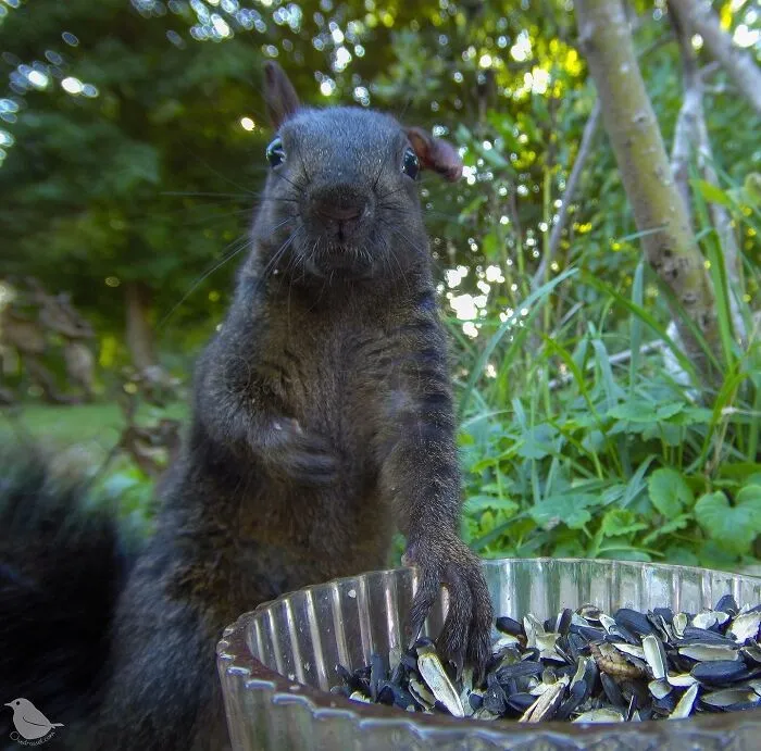 Esta mujer tiene un fotomatón para pájaros y animales en su jardín, y los resultados son extraordinarios (50 nuevas fotos)
