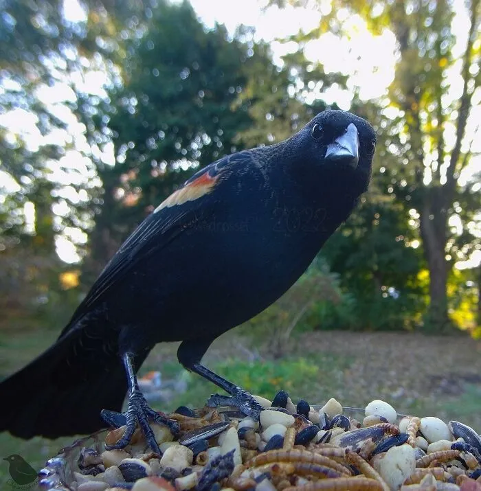 Esta mujer tiene un fotomatón para pájaros y animales en su jardín, y los resultados son extraordinarios (50 nuevas fotos)