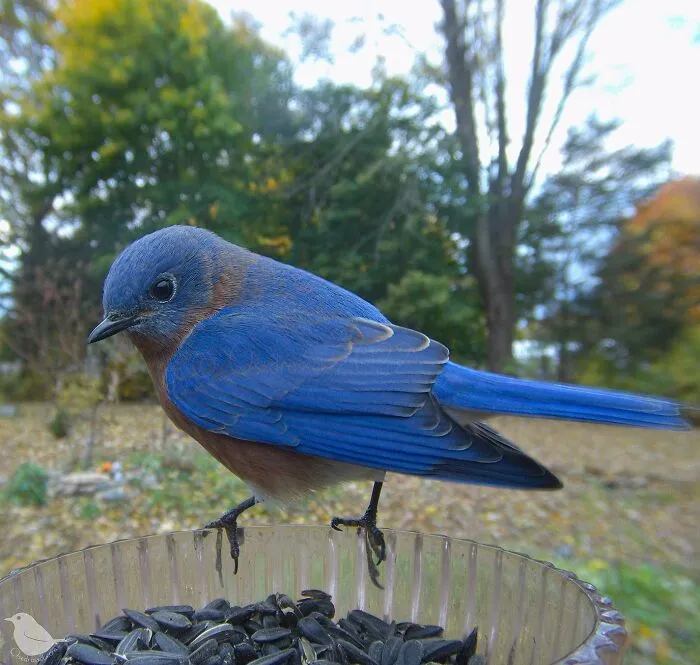 Esta mujer tiene un fotomatón para pájaros y animales en su jardín, y los resultados son extraordinarios (50 nuevas fotos)