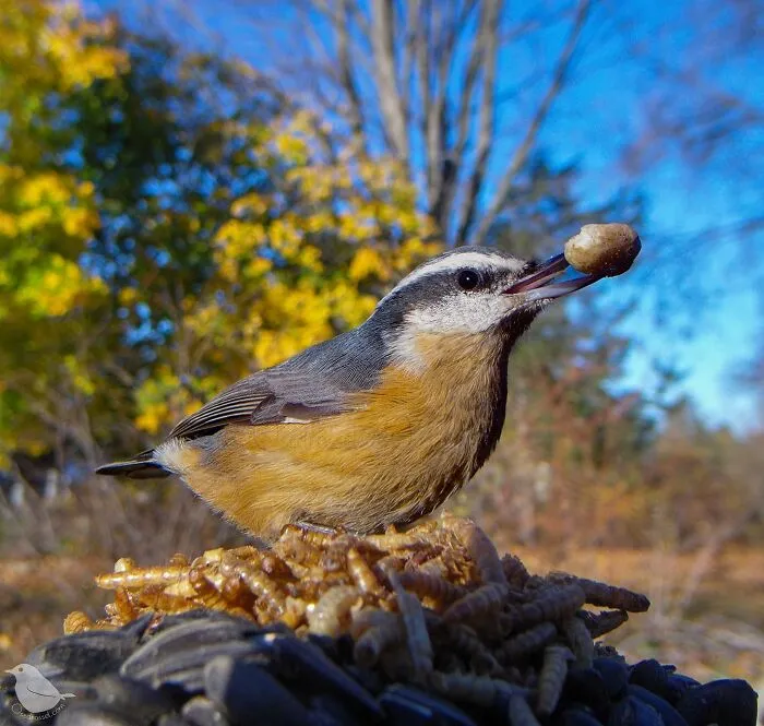 Esta mujer tiene un fotomatón para pájaros y animales en su jardín, y los resultados son extraordinarios (50 nuevas fotos)