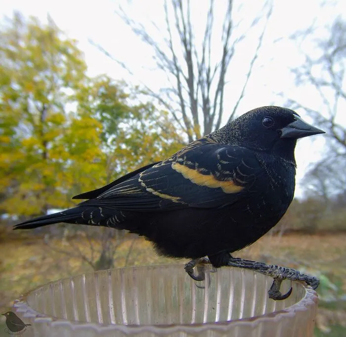 Esta mujer tiene un fotomatón para pájaros y animales en su jardín, y los resultados son extraordinarios (50 nuevas fotos)
