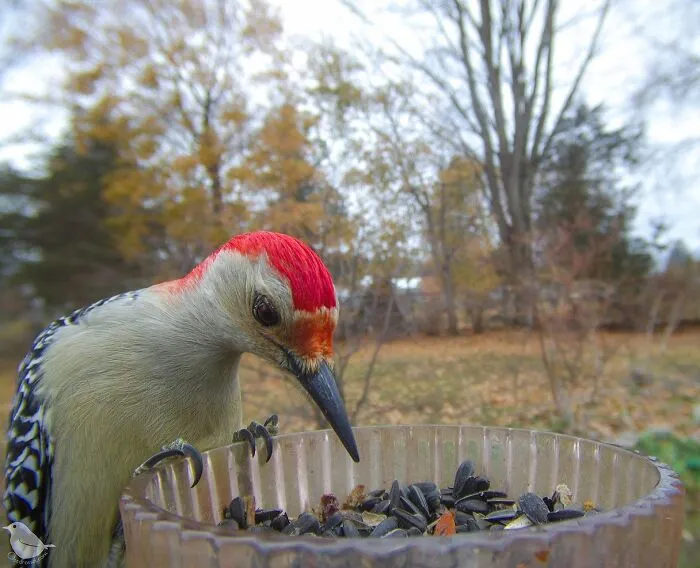 Esta mujer tiene un fotomatón para pájaros y animales en su jardín, y los resultados son extraordinarios (50 nuevas fotos)