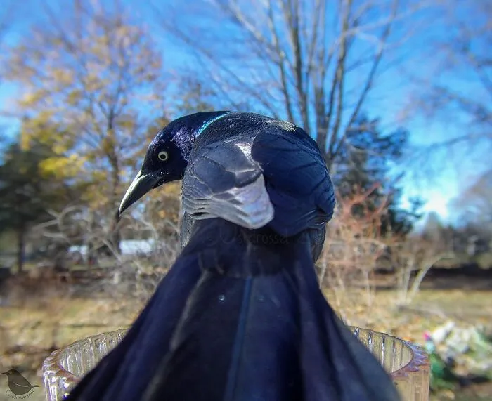 Esta mujer tiene un fotomatón para pájaros y animales en su jardín, y los resultados son extraordinarios (50 nuevas fotos)