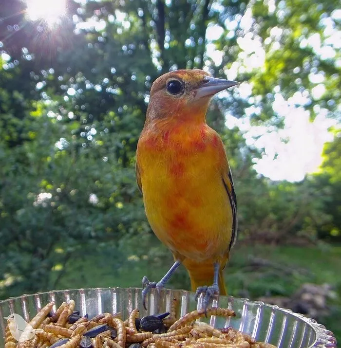 Esta mujer tiene un fotomatón para pájaros y animales en su jardín, y los resultados son extraordinarios (50 nuevas fotos)