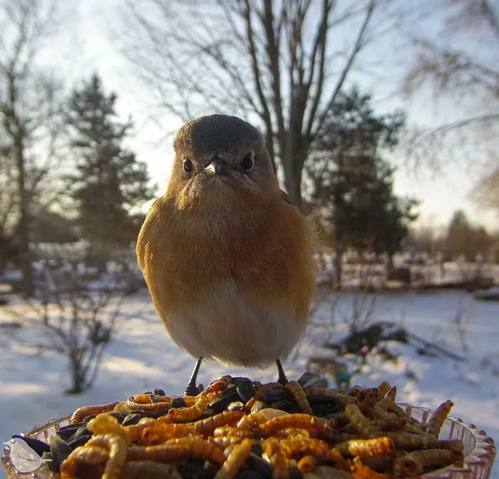 Esta mujer tiene un fotomatón para pájaros y animales en su jardín, y los resultados son extraordinarios (50 nuevas fotos)