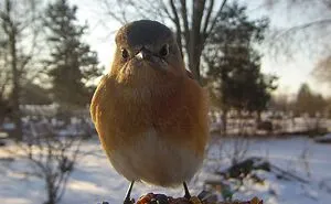Woman Puts Camera On Bird Feeder In Her Yard, Here Is What It Has Caught (50 New Pics)