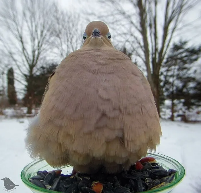 Esta mujer tiene un fotomatón para pájaros y animales en su jardín, y los resultados son extraordinarios (50 nuevas fotos)