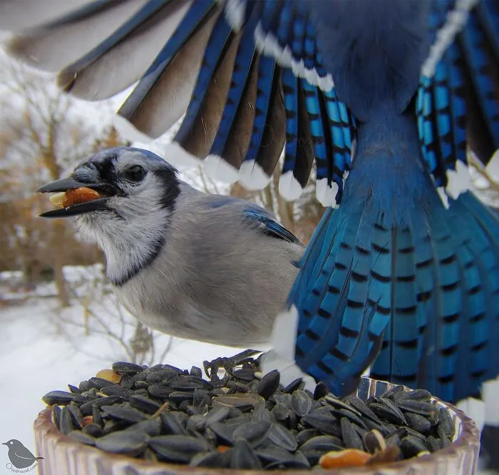 Esta mujer tiene un fotomatón para pájaros y animales en su jardín, y los resultados son extraordinarios (50 nuevas fotos)