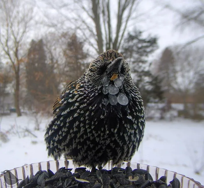 Esta mujer tiene un fotomatón para pájaros y animales en su jardín, y los resultados son extraordinarios (50 nuevas fotos)