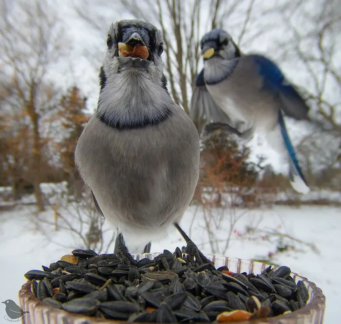 Esta mujer tiene un fotomatón para pájaros y animales en su jardín, y los resultados son extraordinarios (50 nuevas fotos)