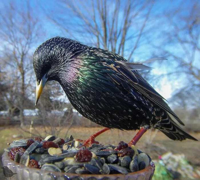 Esta mujer tiene un fotomatón para pájaros y animales en su jardín, y los resultados son extraordinarios (50 nuevas fotos)