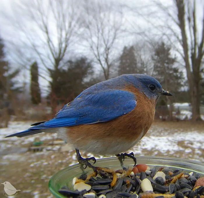 Esta mujer tiene un fotomatón para pájaros y animales en su jardín, y los resultados son extraordinarios (50 nuevas fotos)