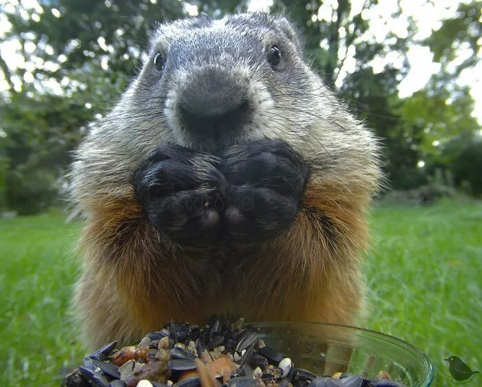 Esta mujer tiene un fotomatón para pájaros y animales en su jardín, y los resultados son extraordinarios (50 nuevas fotos)