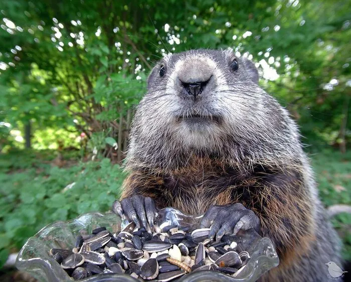 Esta mujer tiene un fotomatón para pájaros y animales en su jardín, y los resultados son extraordinarios (50 nuevas fotos)