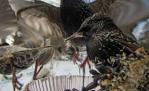 Woman Puts Camera On Bird Feeder In Her Yard, Here Is What It Has Caught (50 New Pics)