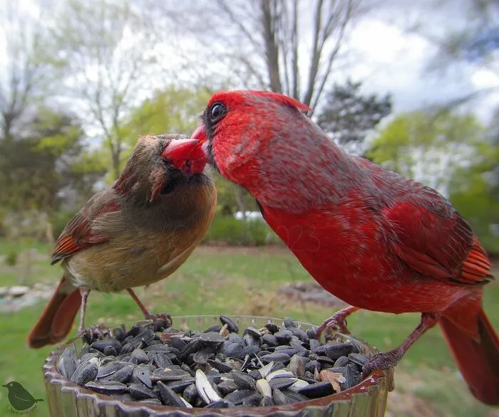 Esta mujer tiene un fotomatón para pájaros y animales en su jardín, y los resultados son extraordinarios (50 nuevas fotos)